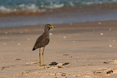Vanellus senegallus
