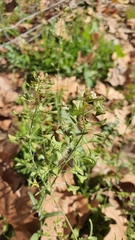 Capsella bursa-pastoris