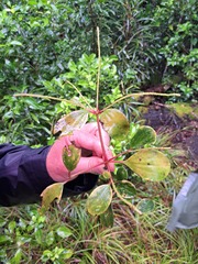 Peperomia leptostachya