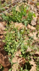 Capsella bursa-pastoris