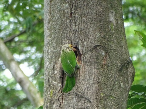 Lineated Barbet (Psilopogon lineatus), photo 8