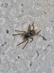 Arctosa perita