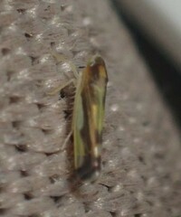 Eupteryx flavoscuta