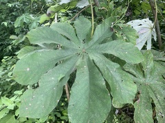 Cecropia peltata