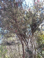 Leptospermum scoparium