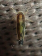 Eupteryx flavoscuta