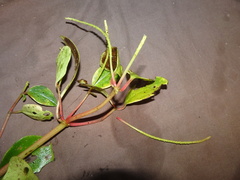 Peperomia leptostachya