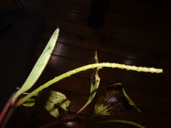 Peperomia leptostachya