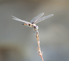 Macrodiplax balteata