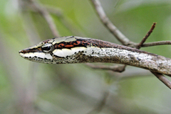 Thelotornis capensis capensis