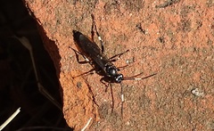 Ichneumon deliratorius