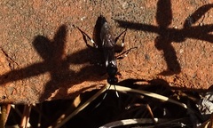 Ichneumon deliratorius