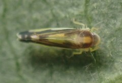 Eupteryx flavoscuta