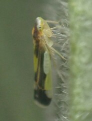 Eupteryx flavoscuta