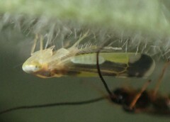 Eupteryx flavoscuta