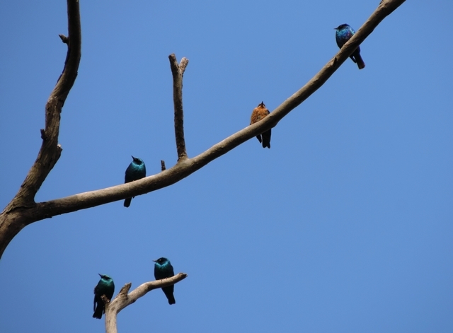 Lesser Blue-eared Starling (Lamprotornis chloropterus), photo 2