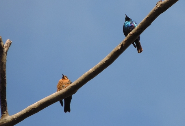 Lesser Blue-eared Starling (Lamprotornis chloropterus), photo 6