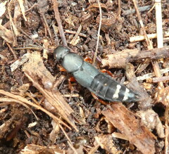 Platydracus fulvipes