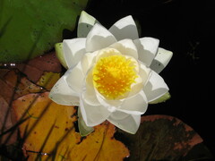 Nymphaea alba