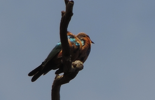 Lesser Blue-eared Starling (Lamprotornis chloropterus), photo 10