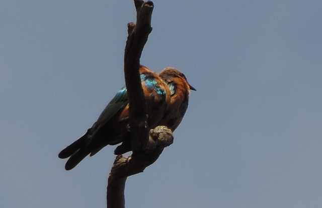 Lesser Blue-eared Starling (Lamprotornis chloropterus), photo 7