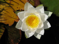 Nymphaea alba