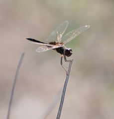 Macrodiplax balteata