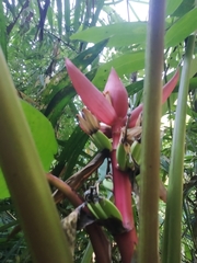 Musa sanguinea
