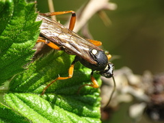 Ctenichneumon inspector