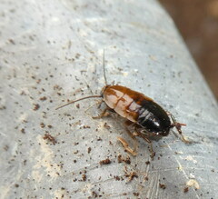 Ectobius sylvestris