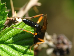 Ctenichneumon inspector