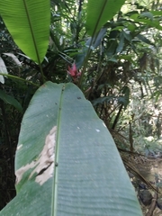 Musa sanguinea