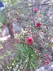 Leptospermum scoparium
