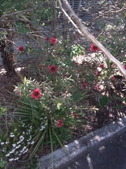Leptospermum scoparium
