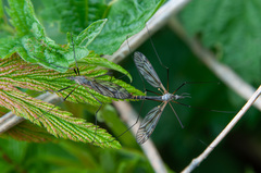 Tipula varipennis