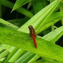 Rhodothemis rufa