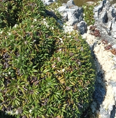 Oldenburgia paradoxa