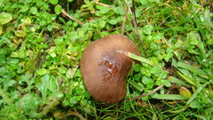 Agaricales