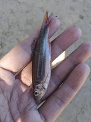 Devario aequipinnatus