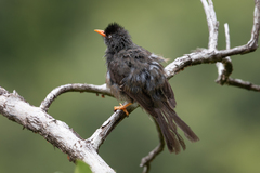 Hypsipetes borbonicus