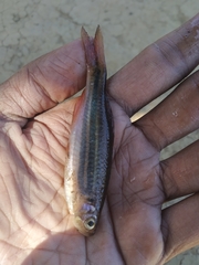 Devario aequipinnatus