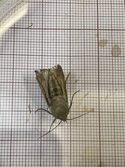 Ochropleura leucogaster