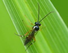 Diplazon laetatorius