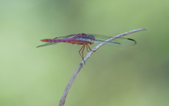 Orthemis discolor