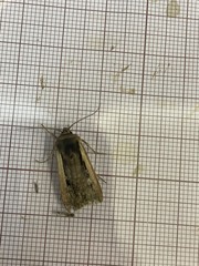 Ochropleura leucogaster