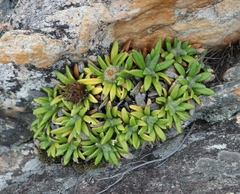 Oldenburgia paradoxa