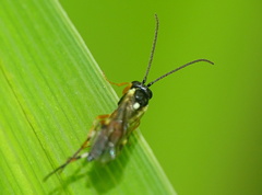 Diplazon laetatorius