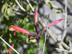 Justicia californica