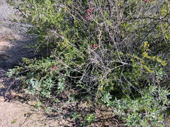 Justicia californica