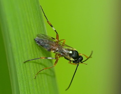 Diplazon laetatorius